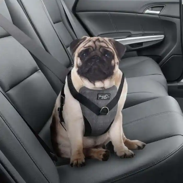 Trygg betalning All For Paws 2i1 Bil- och Promenadsele För Hund MEDIUM